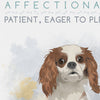 CAVALIER King Charles DOG: Trait Print - Breed Poster Dog Print Spaniel - for Pet Lovers Archival Art PRINT